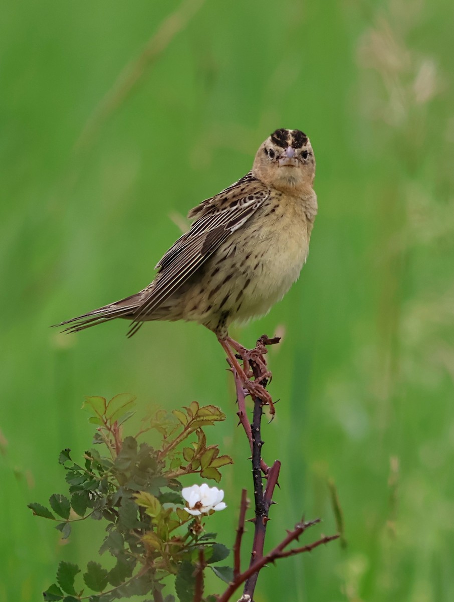 Bobolink - ML637658760