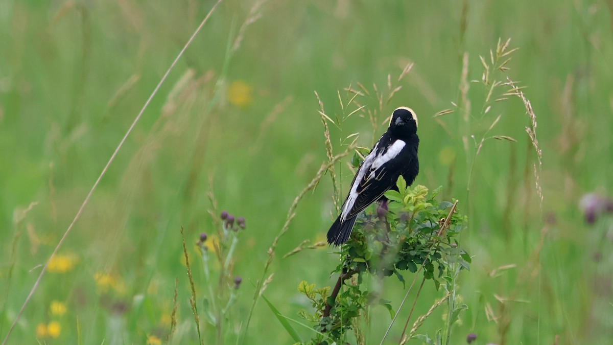 Bobolink - ML637658762