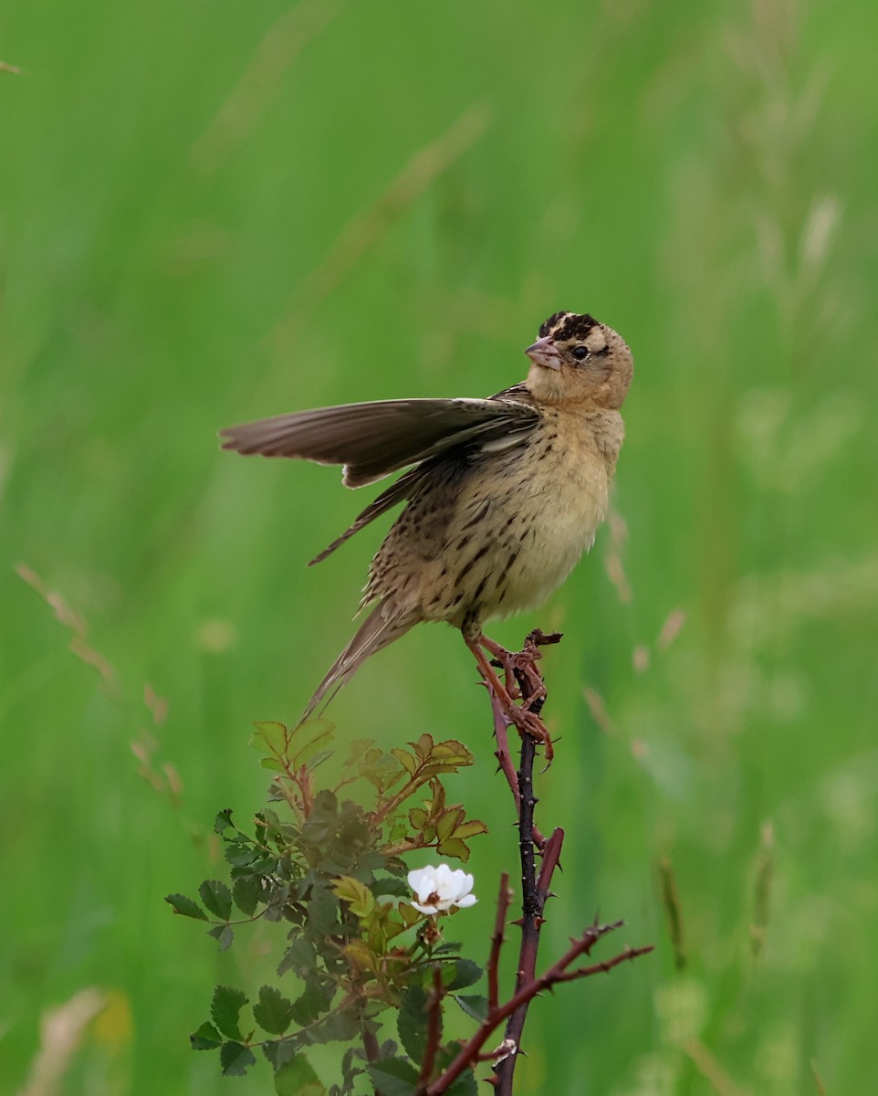 Bobolink - ML637658763