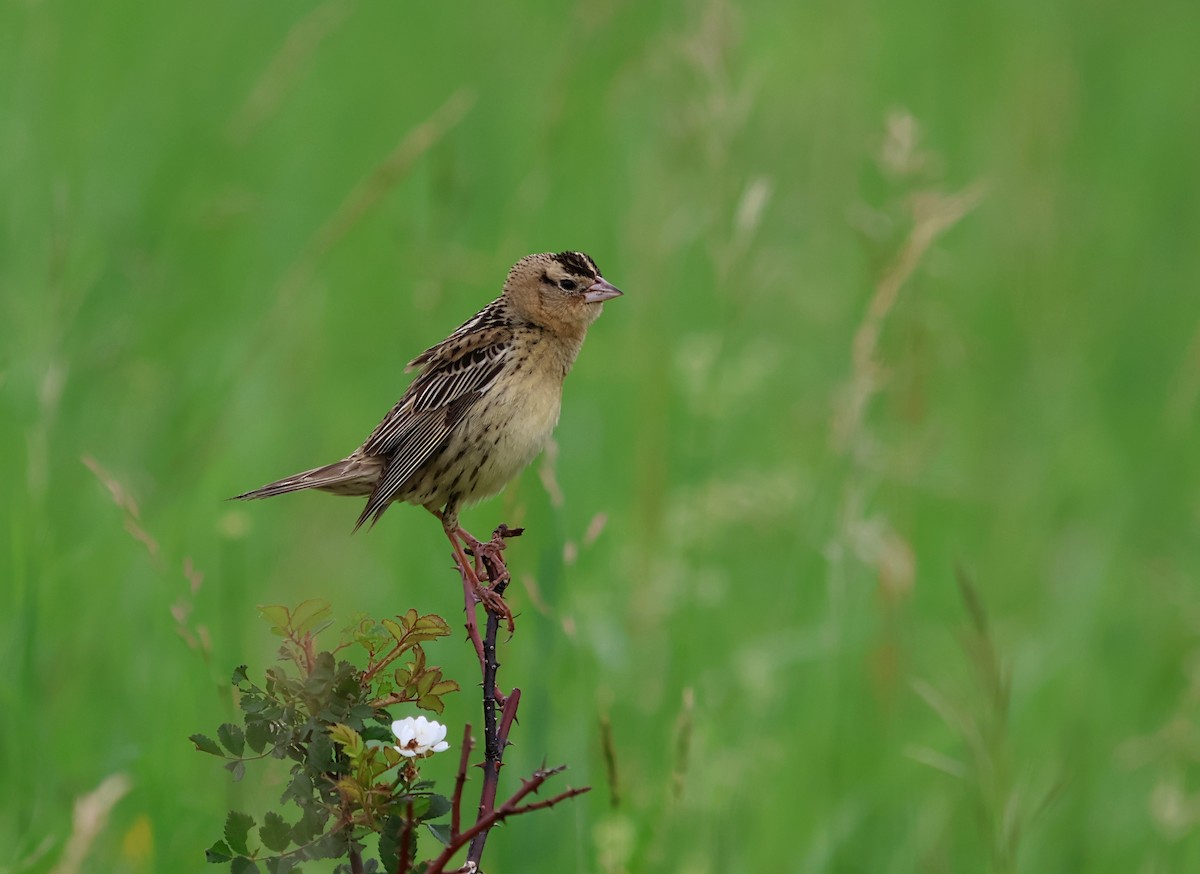 Bobolink - ML637658764
