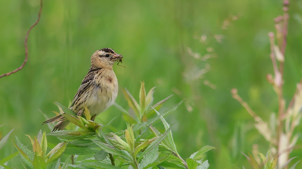 Bobolink - ML637658765