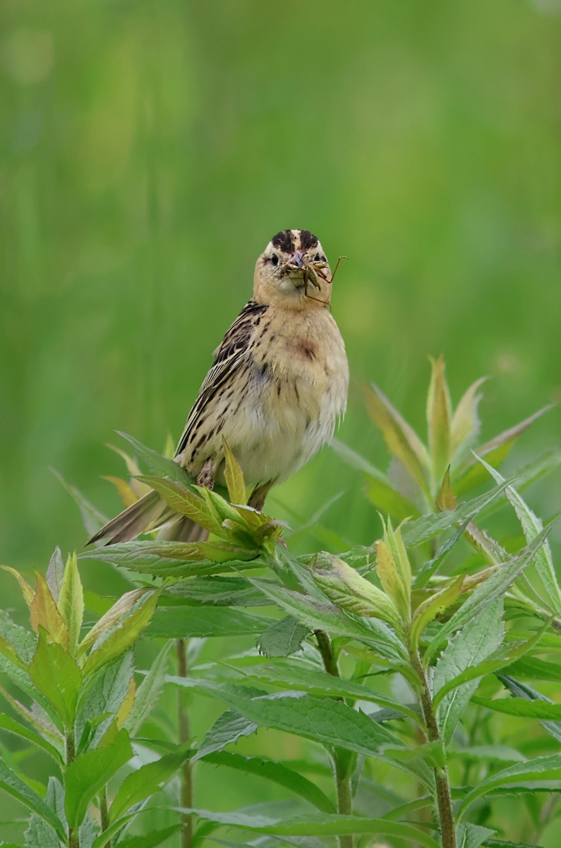 Bobolink - ML637658766
