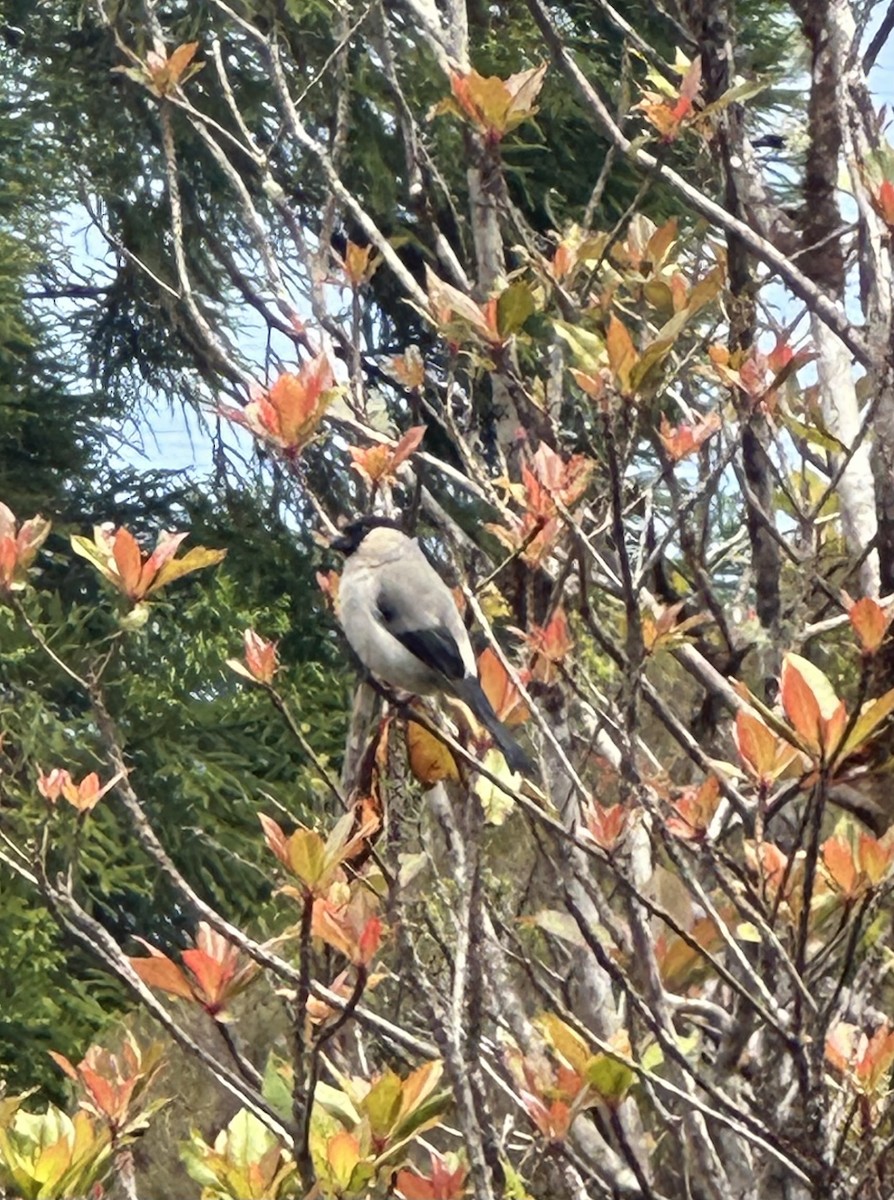 Azores Bullfinch - ML637658767