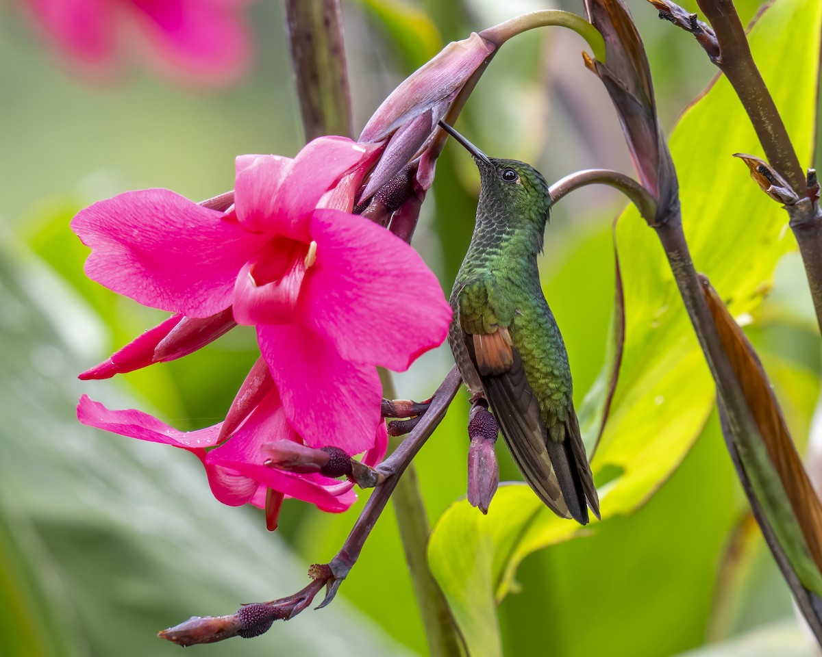 Stripe-tailed Hummingbird - ML637658799