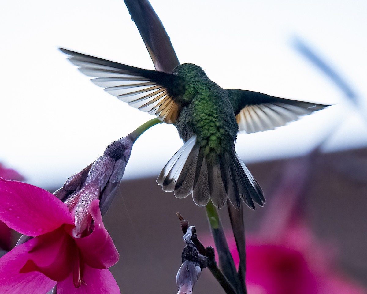 Stripe-tailed Hummingbird - ML637658800