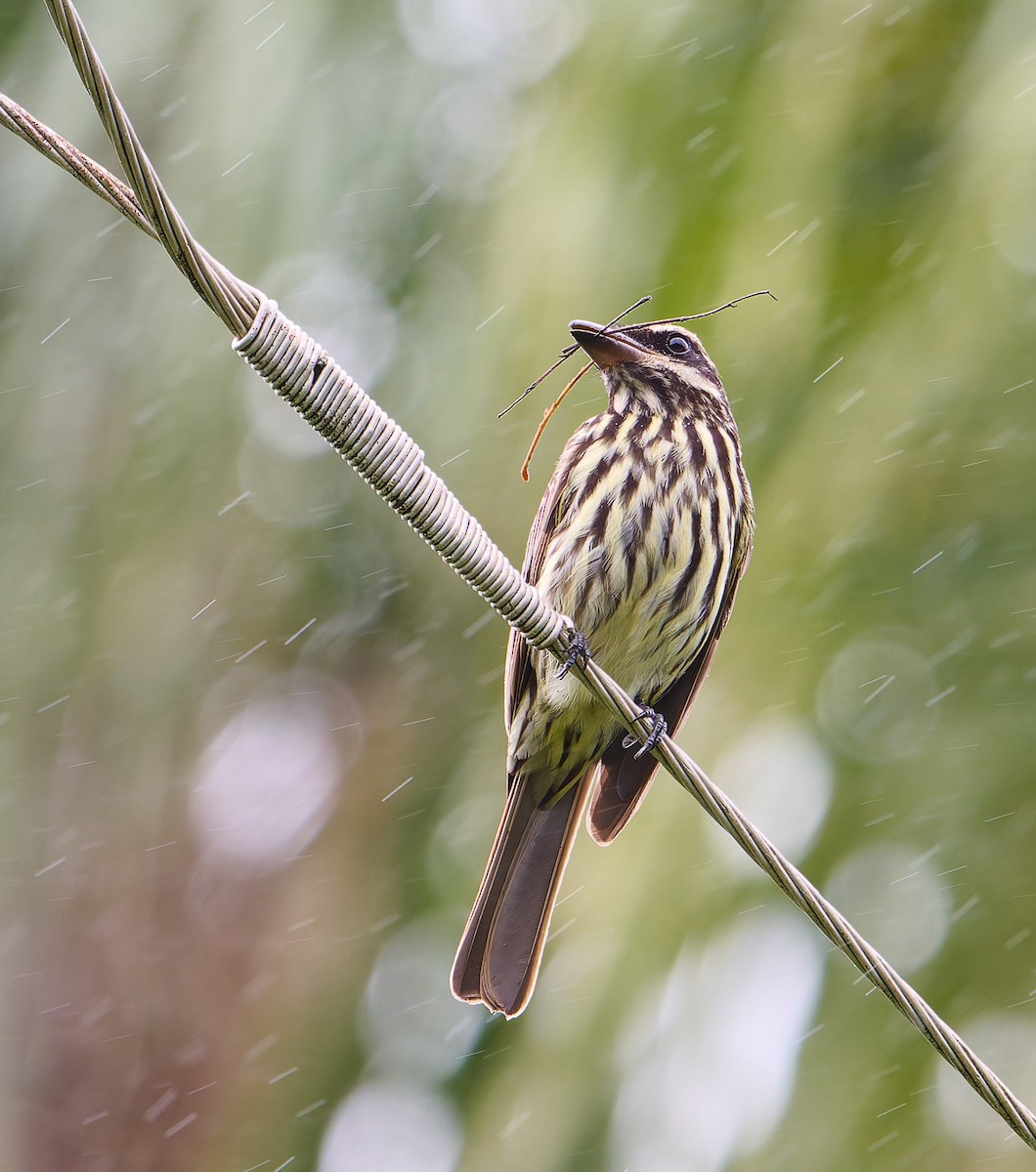 Streaked Flycatcher - ML637658801