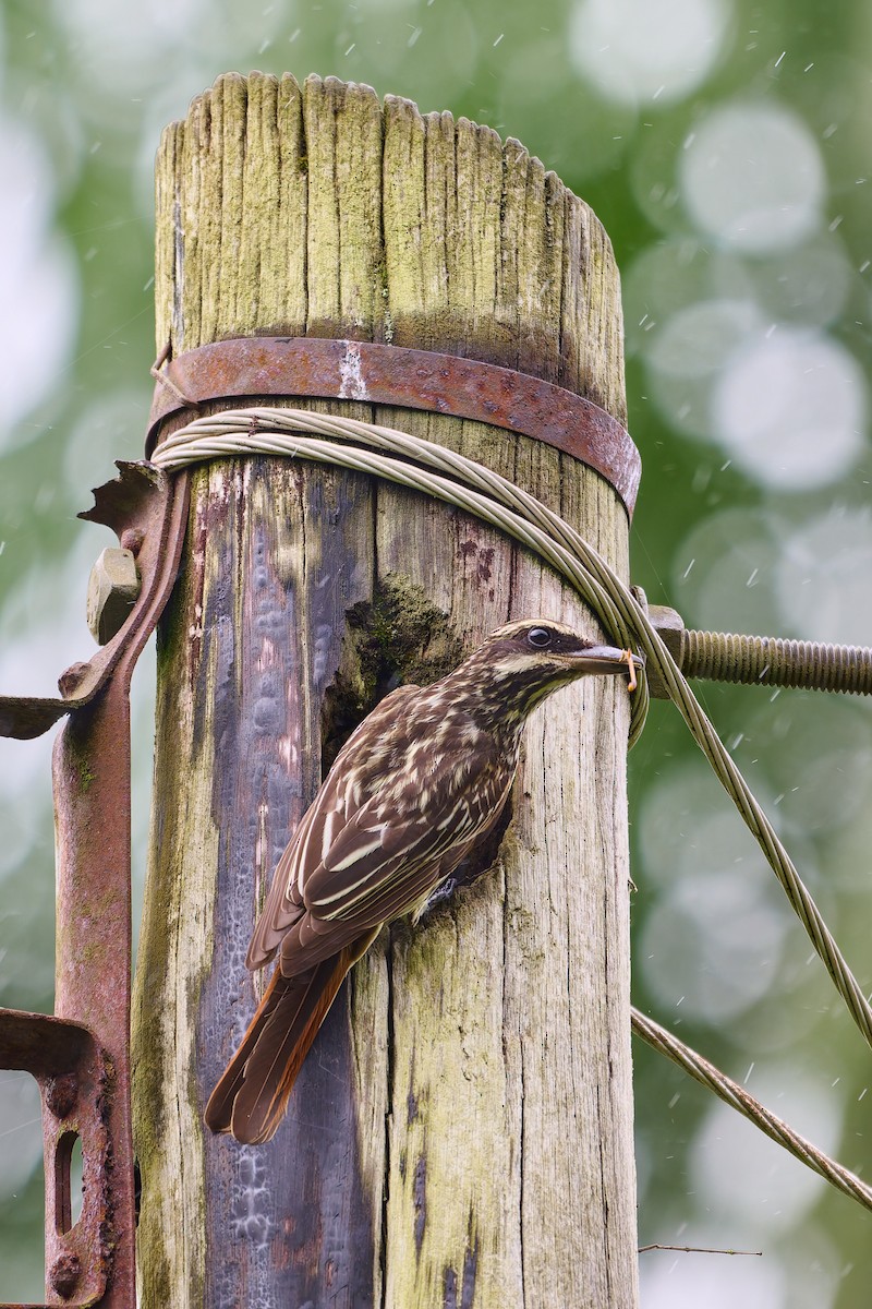 Streaked Flycatcher - ML637658802