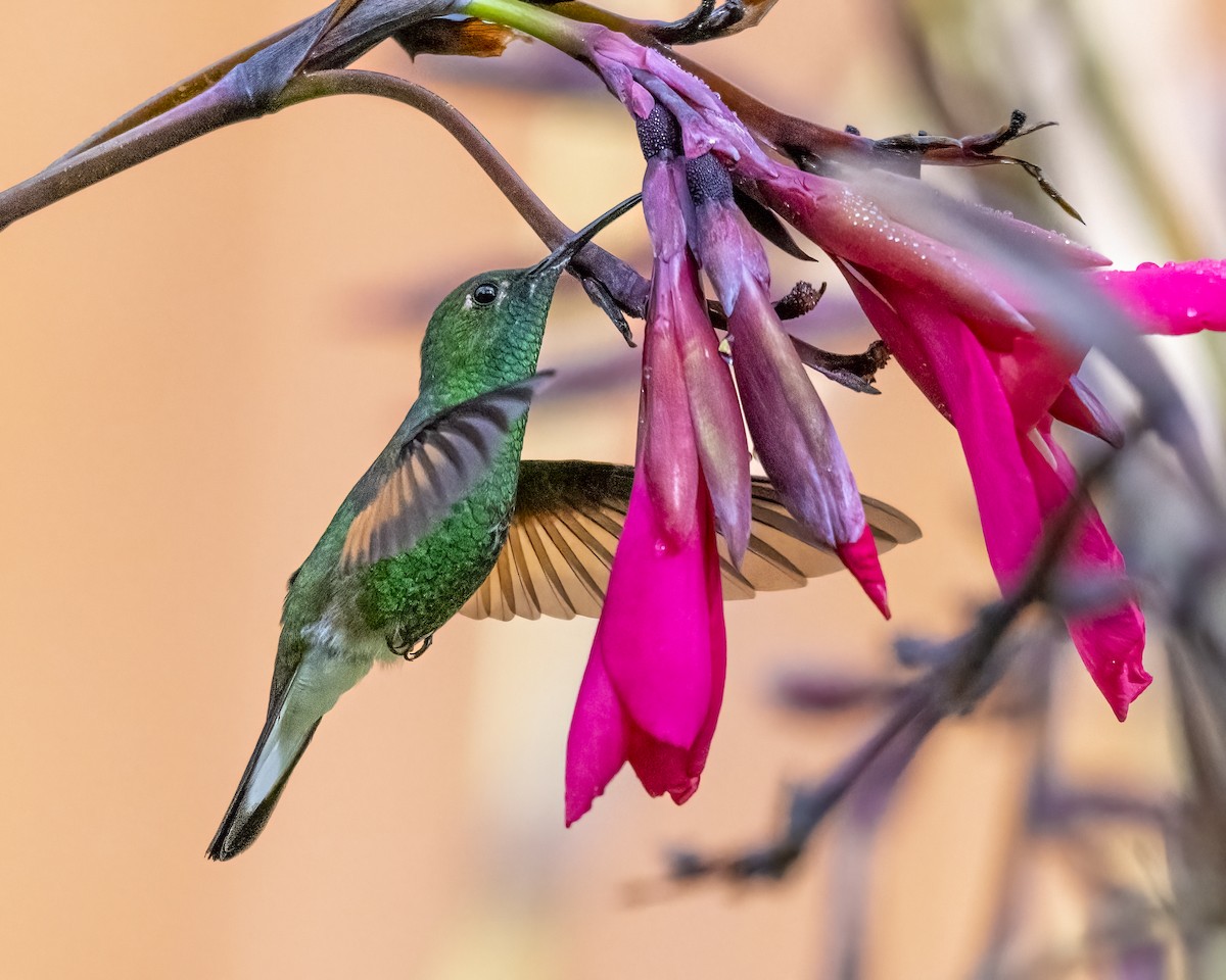 Stripe-tailed Hummingbird - ML637658803