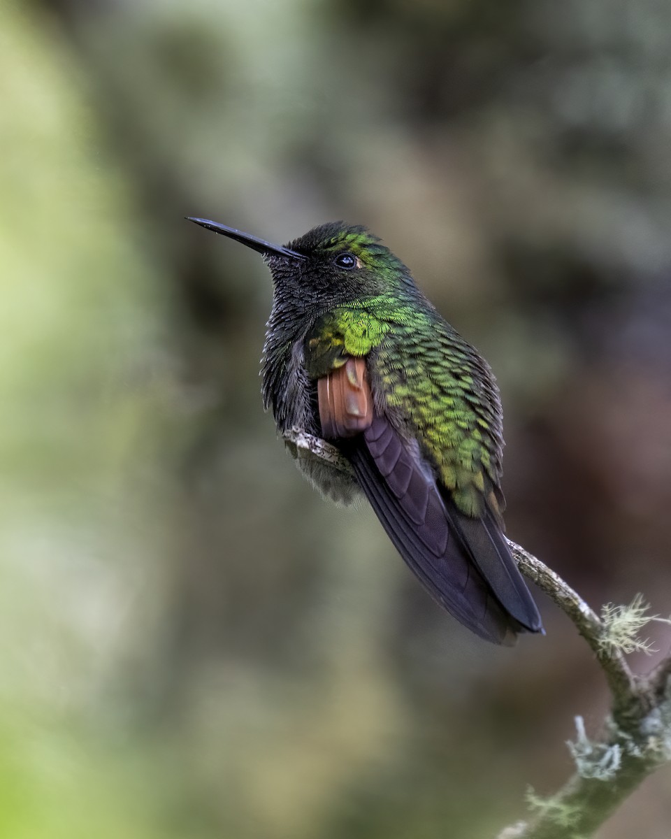 Stripe-tailed Hummingbird - ML637658804