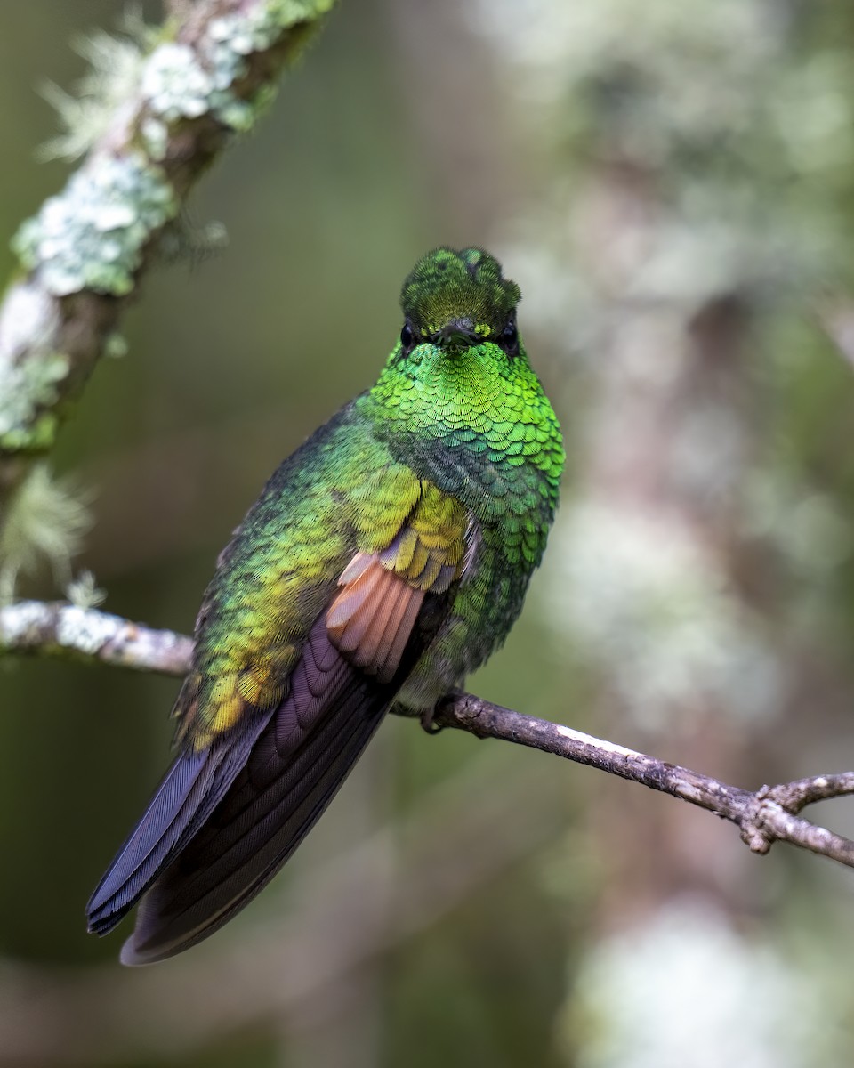 Stripe-tailed Hummingbird - ML637658805