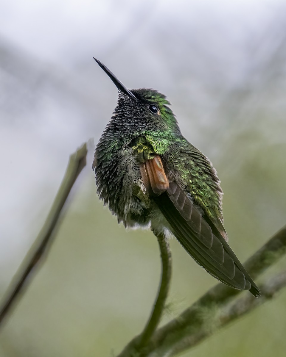 Stripe-tailed Hummingbird - ML637658806