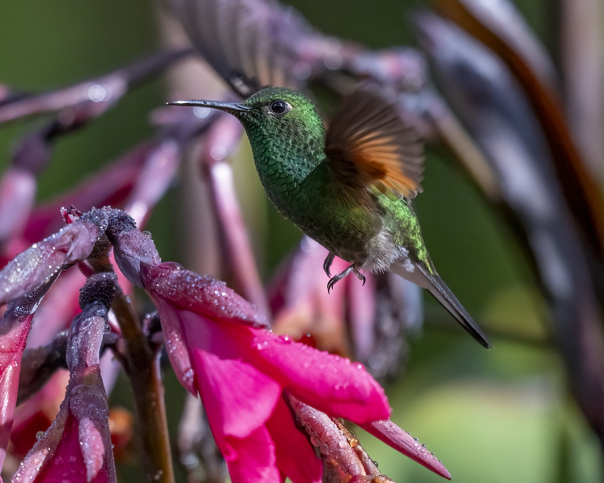 Stripe-tailed Hummingbird - ML637658808