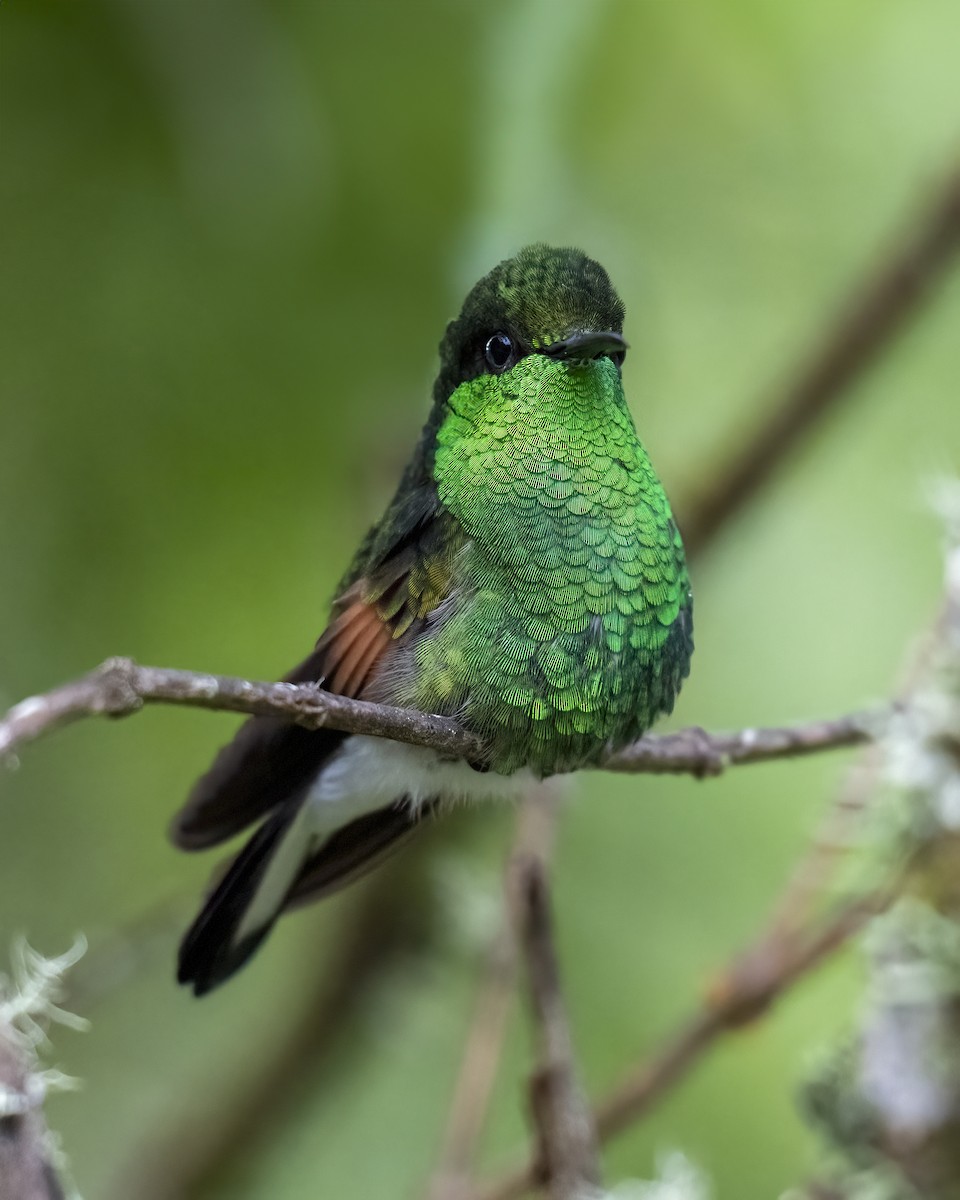 Stripe-tailed Hummingbird - ML637658809