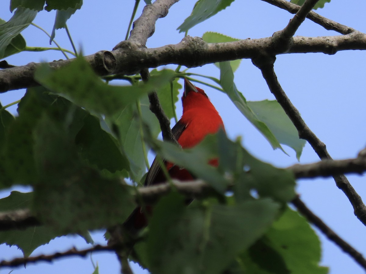 Scarlet Tanager - ML637658833