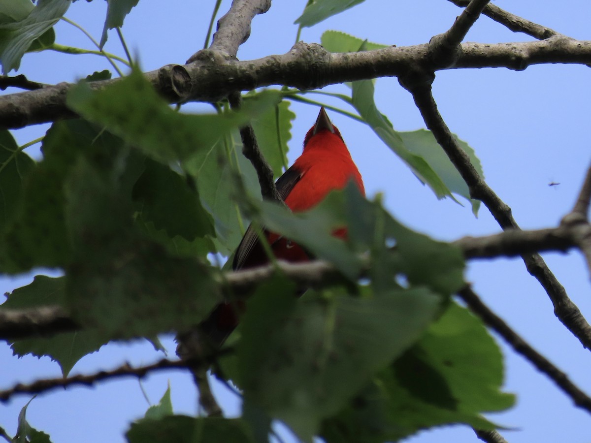 Scarlet Tanager - ML637658835