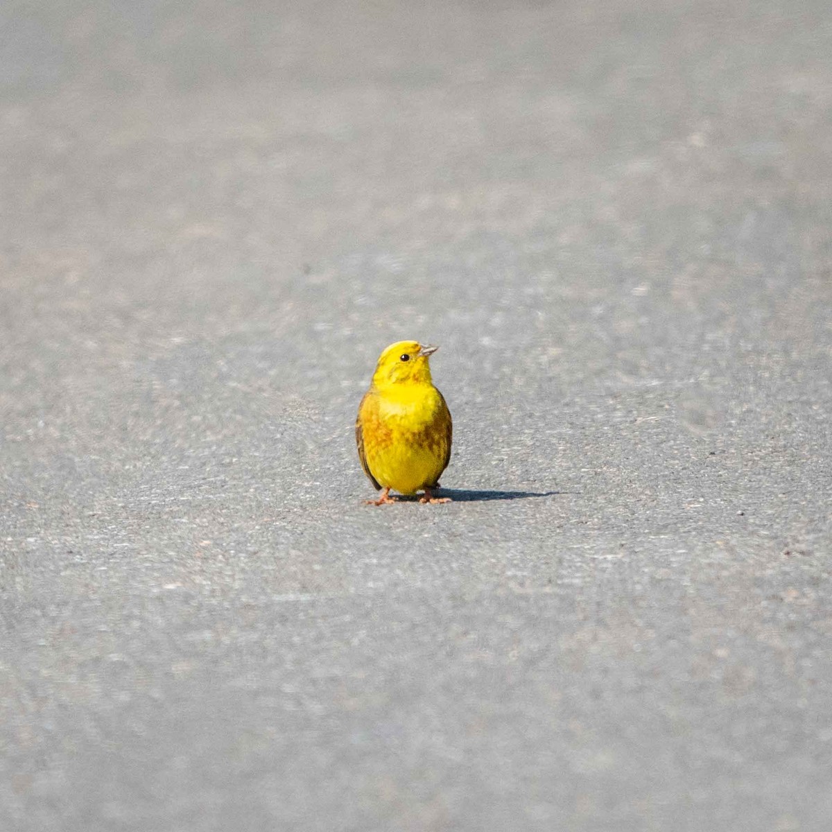 Zigolo giallo - ML637658836