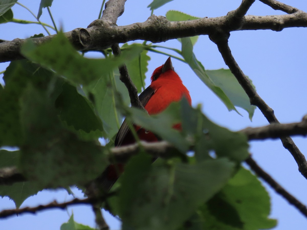 Scarlet Tanager - ML637658837