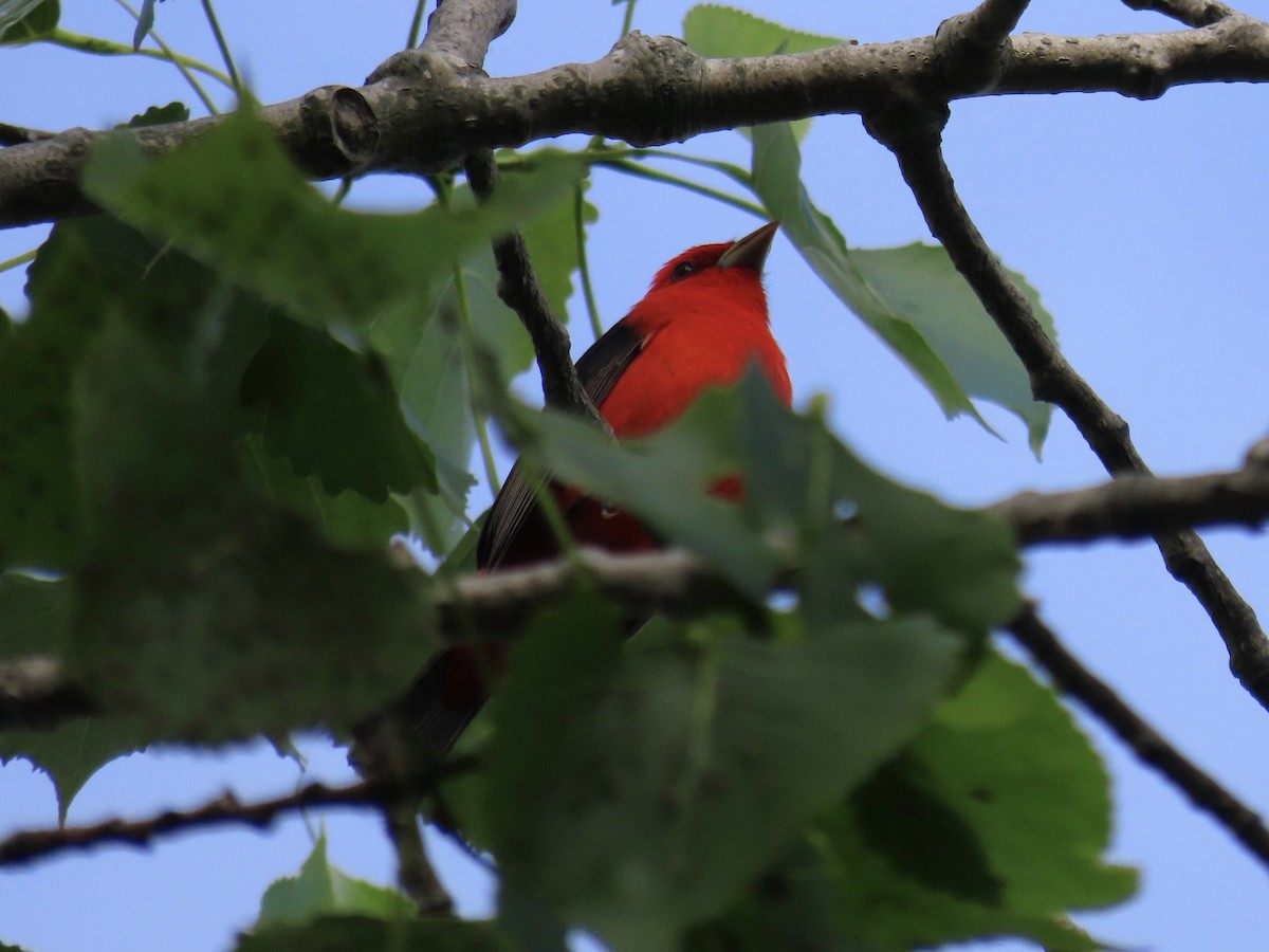 Scarlet Tanager - ML637658843