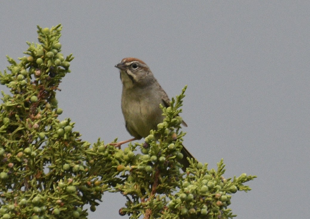 Rufous-crowned Sparrow - ML637658848