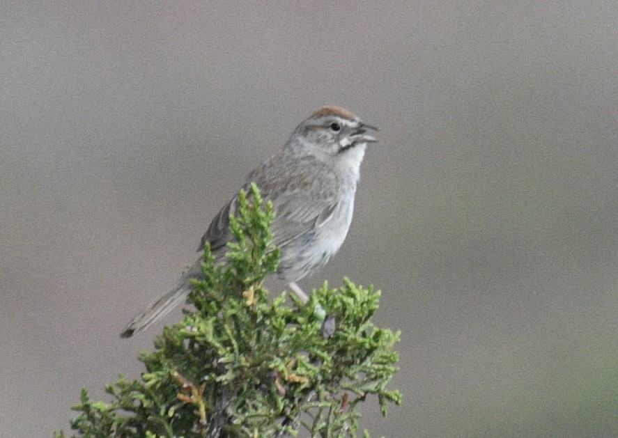Rufous-crowned Sparrow - ML637658849