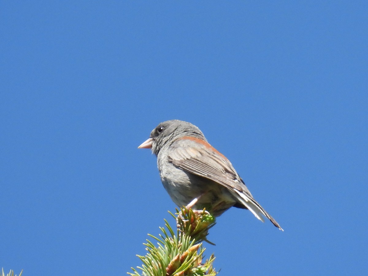 Dark-eyed Junco (Gray-headed) - ML637658915