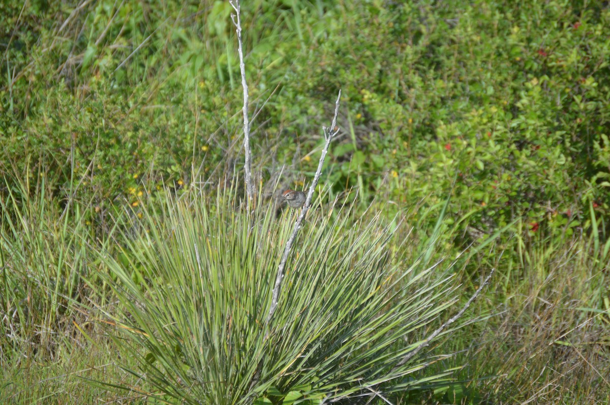 Rufous-crowned Sparrow - ML637658917