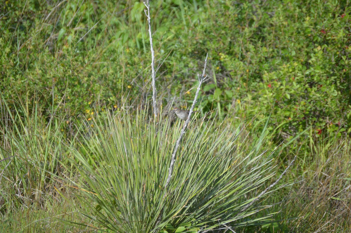 Rufous-crowned Sparrow - ML637658918