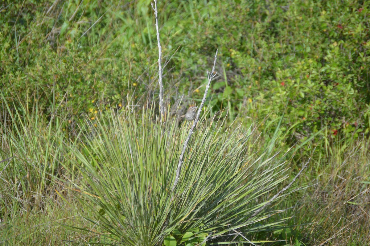 Rufous-crowned Sparrow - ML637658919