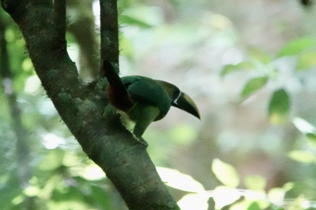 arassari smaragdový - ML637658931