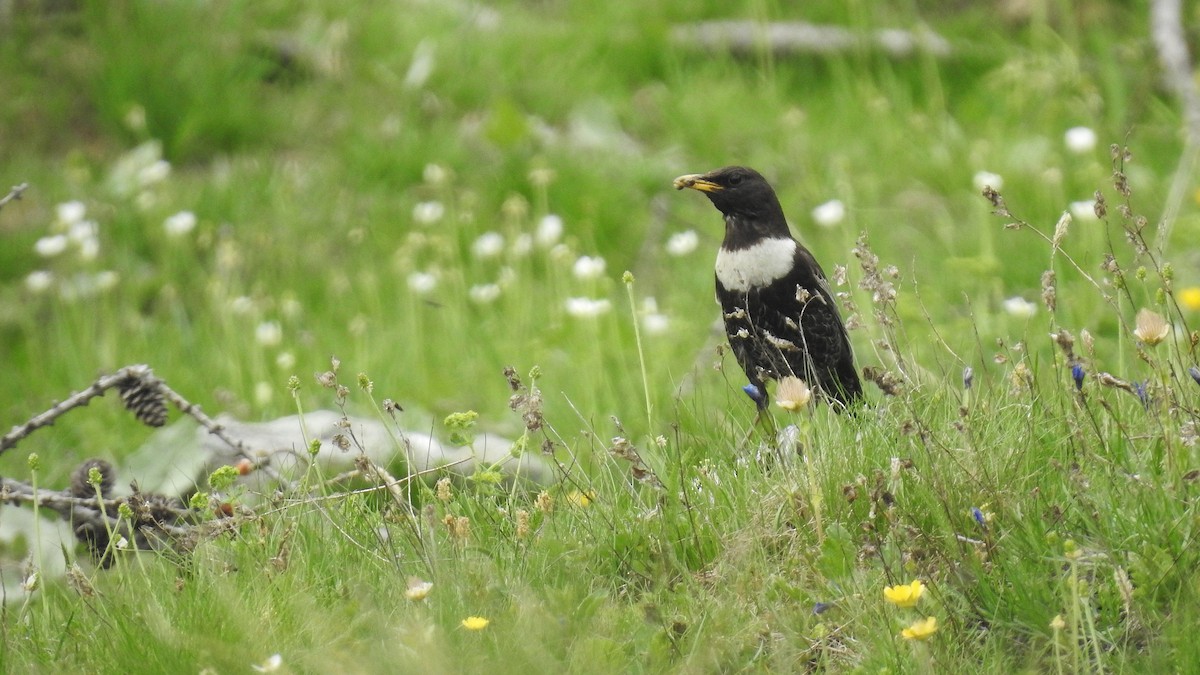 Ring Ouzel - ML637658973