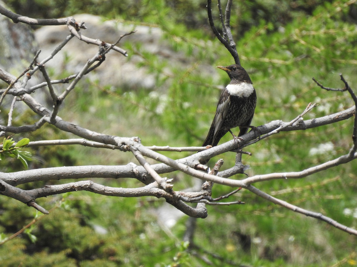 Ring Ouzel - ML637658974