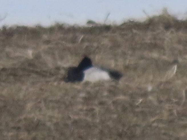 Lesser Scaup - ML637658975