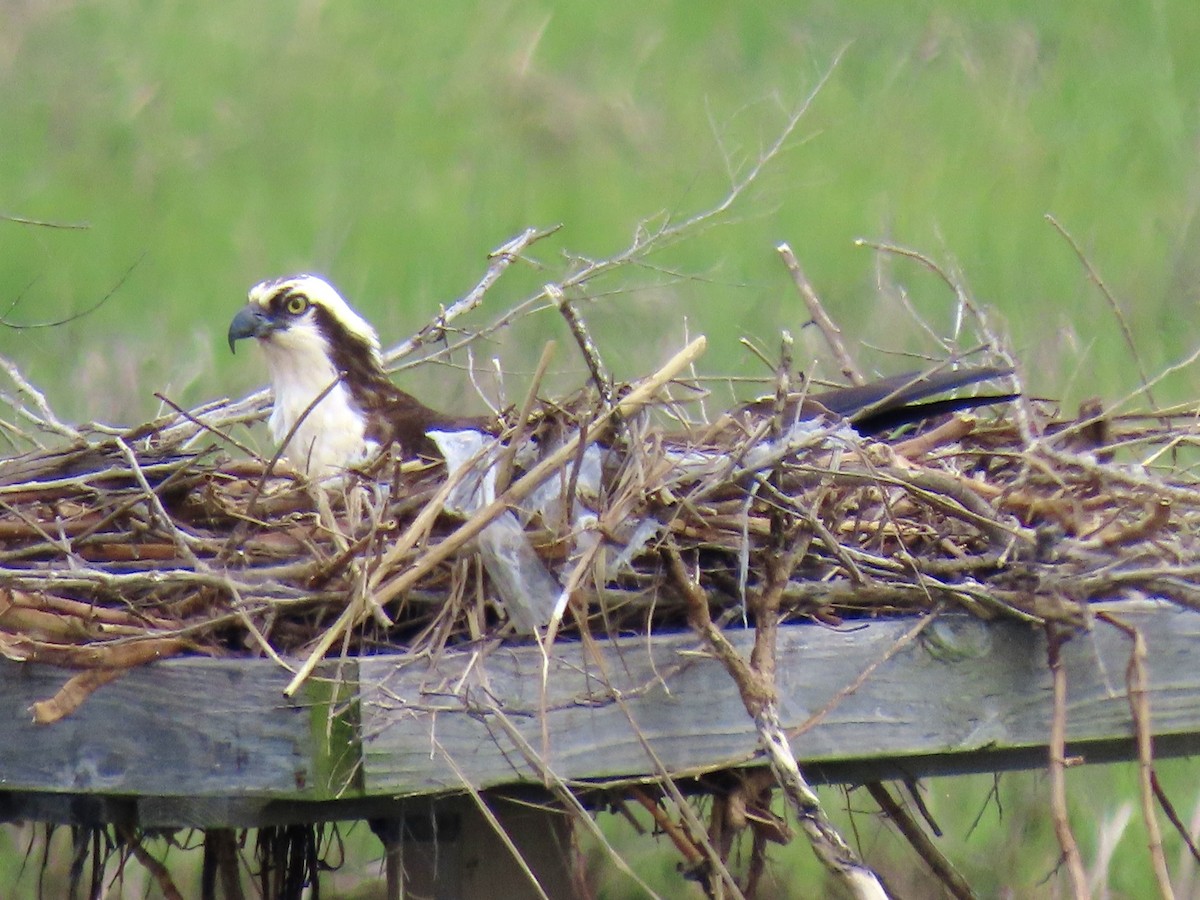 Osprey (American) - ML637658977