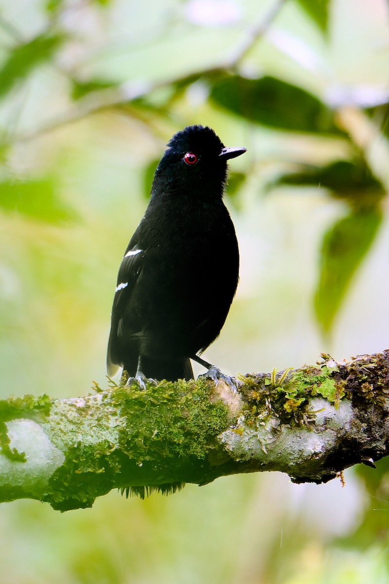 White-shouldered Fire-eye - ML637659221