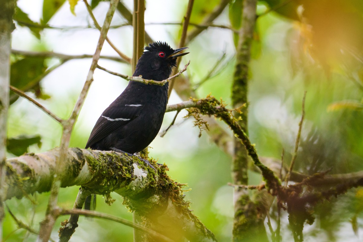 White-shouldered Fire-eye - ML637659222