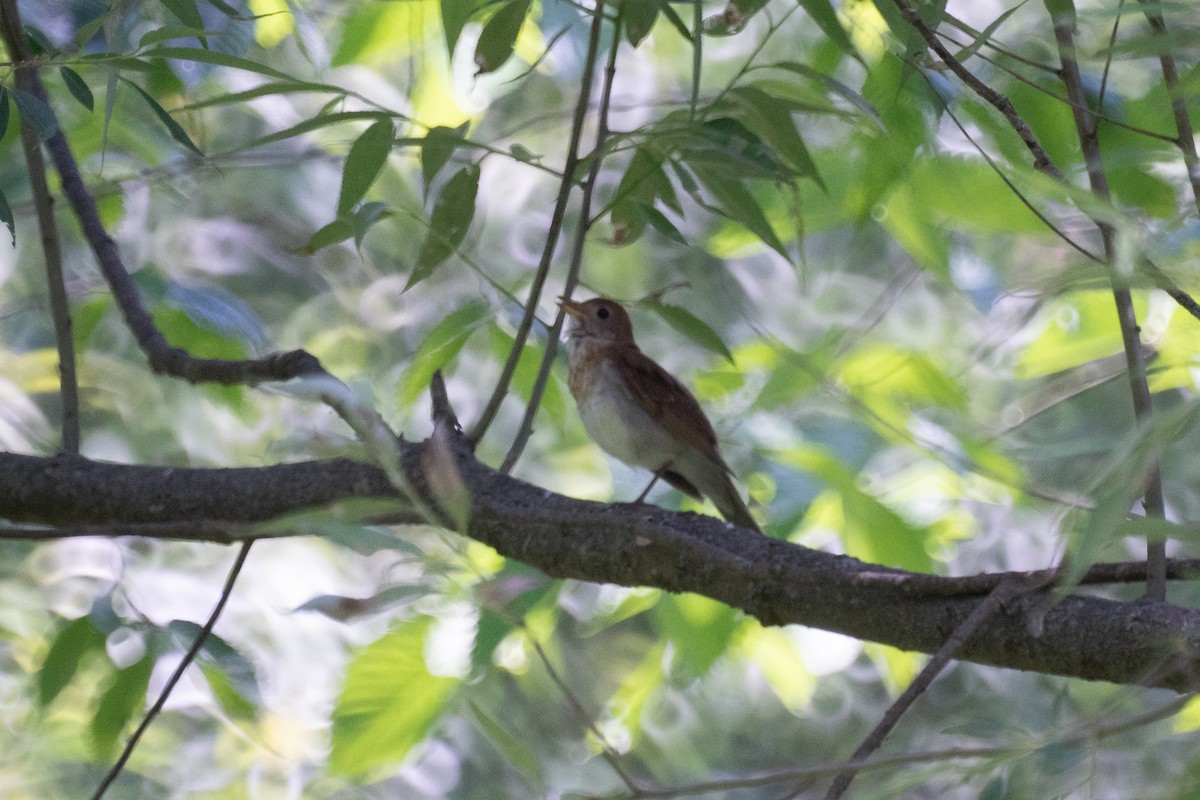 Veery - ML637659257