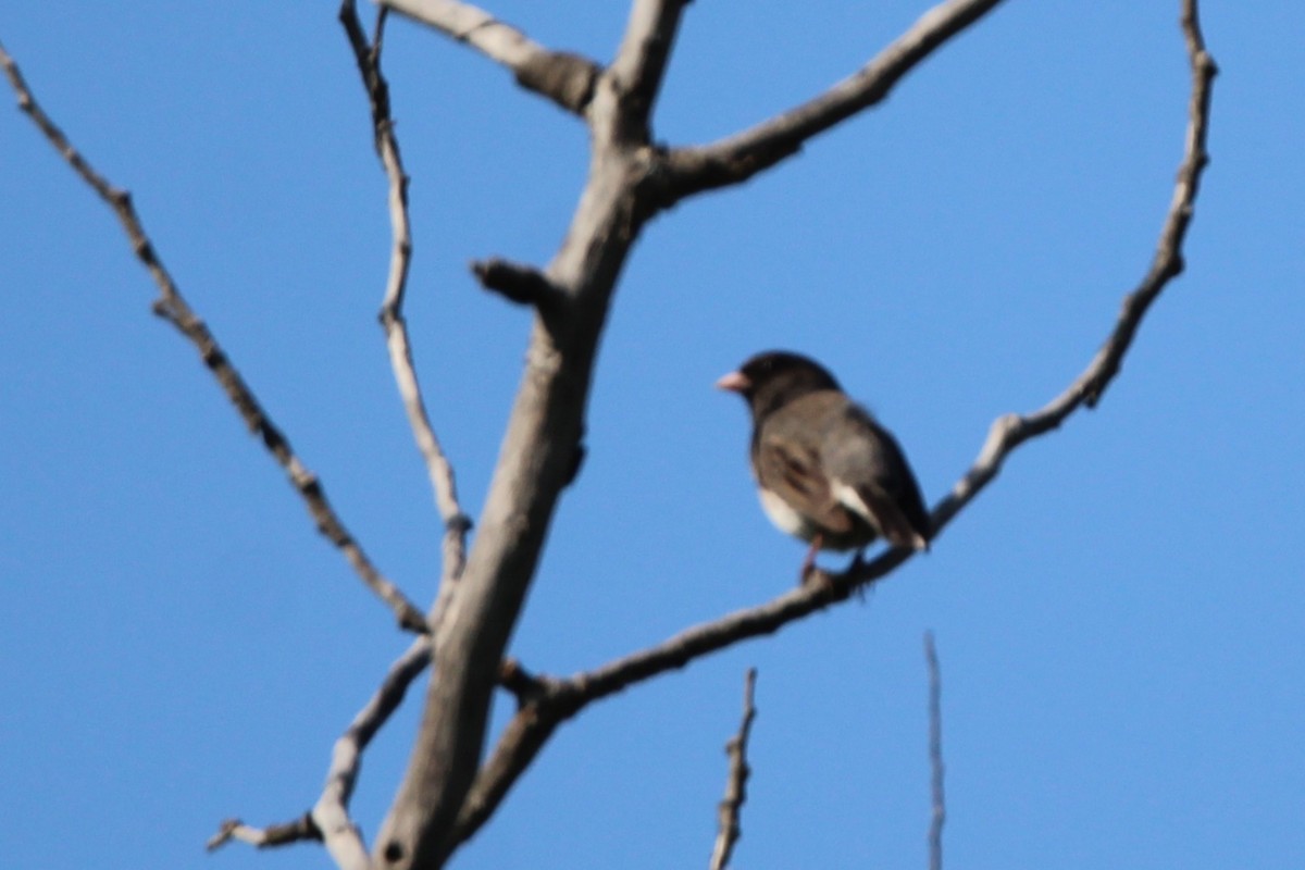 Dark-eyed Junco - ML637659259