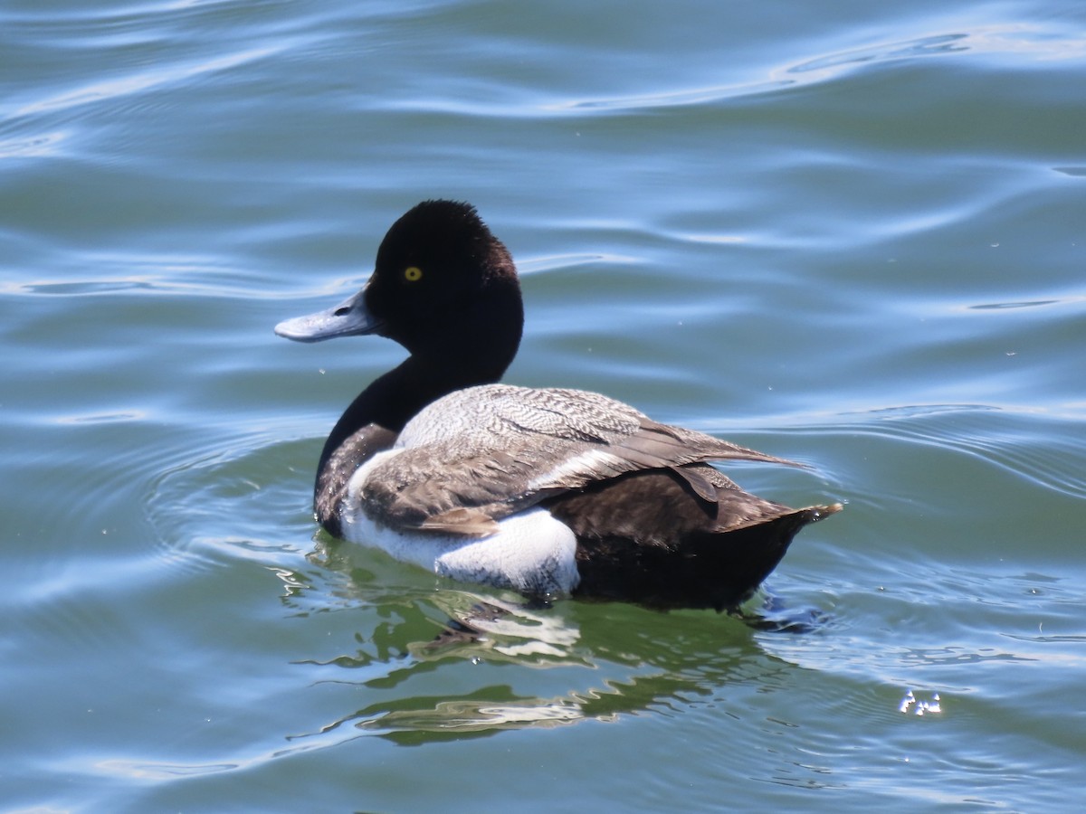 Lesser Scaup - ML637659263