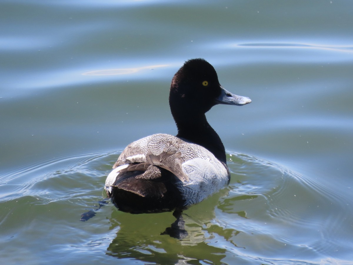 Lesser Scaup - ML637659264