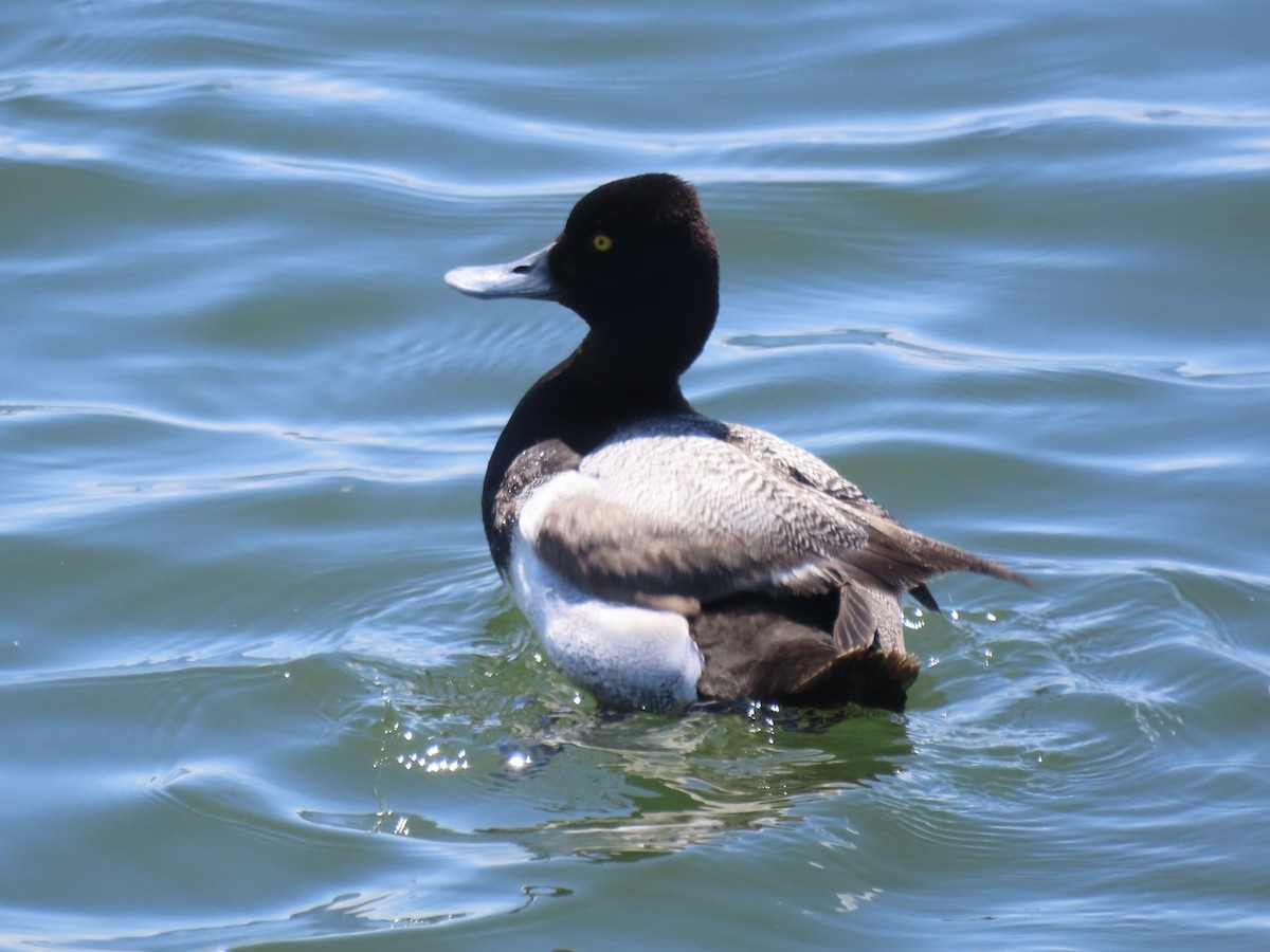 Lesser Scaup - ML637659265