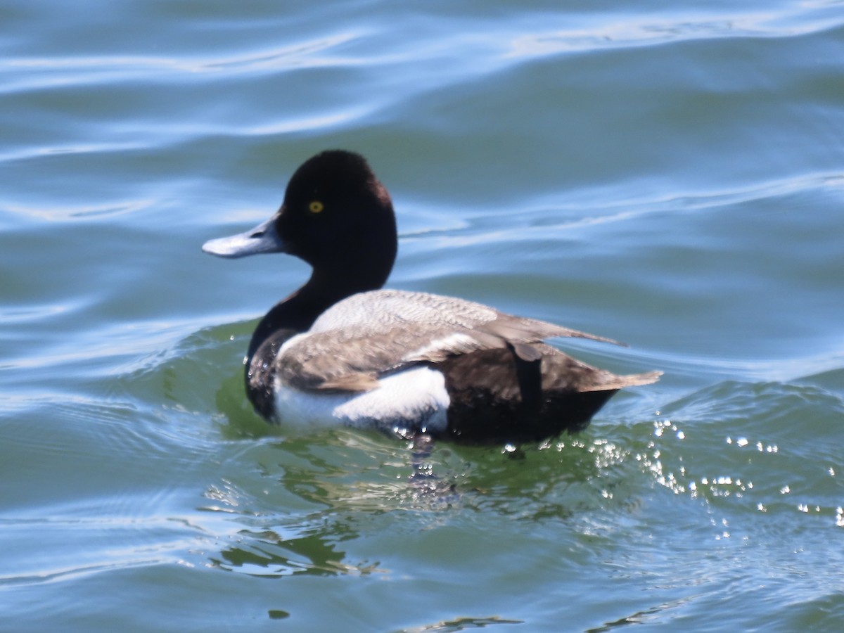 Lesser Scaup - ML637659266