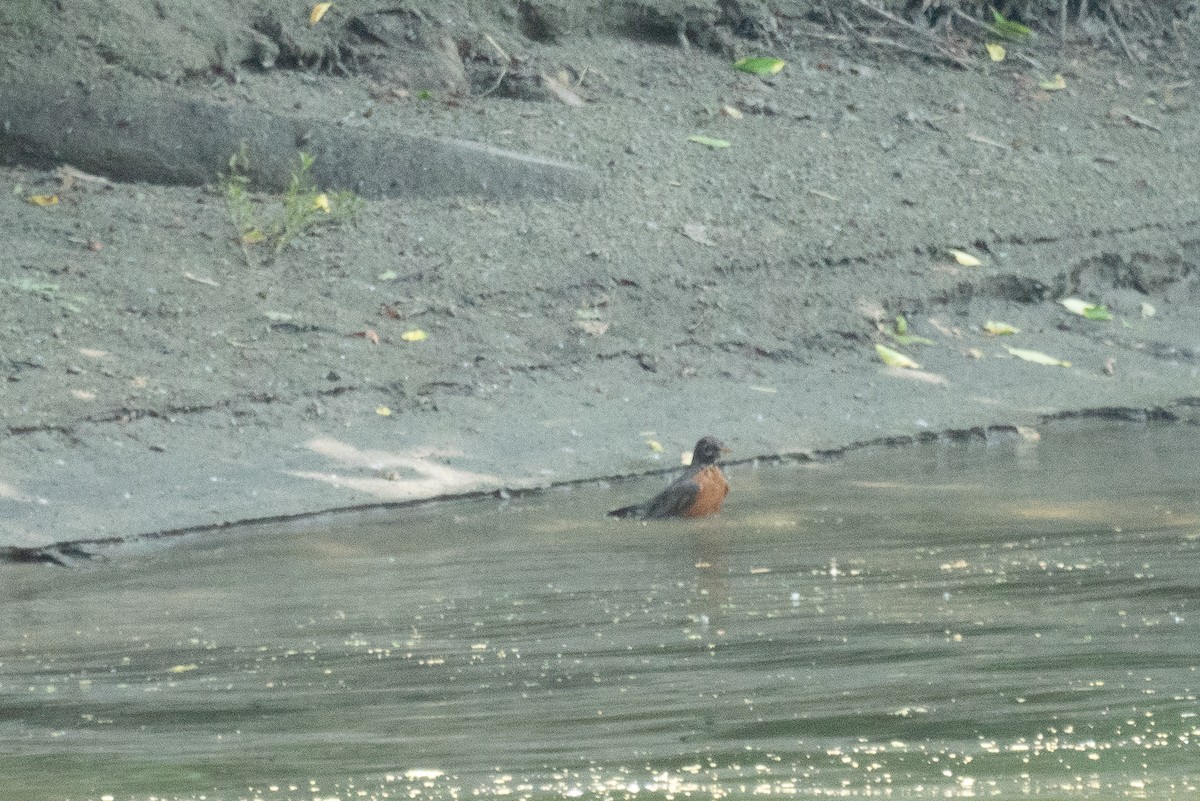 American Robin - ML637659268