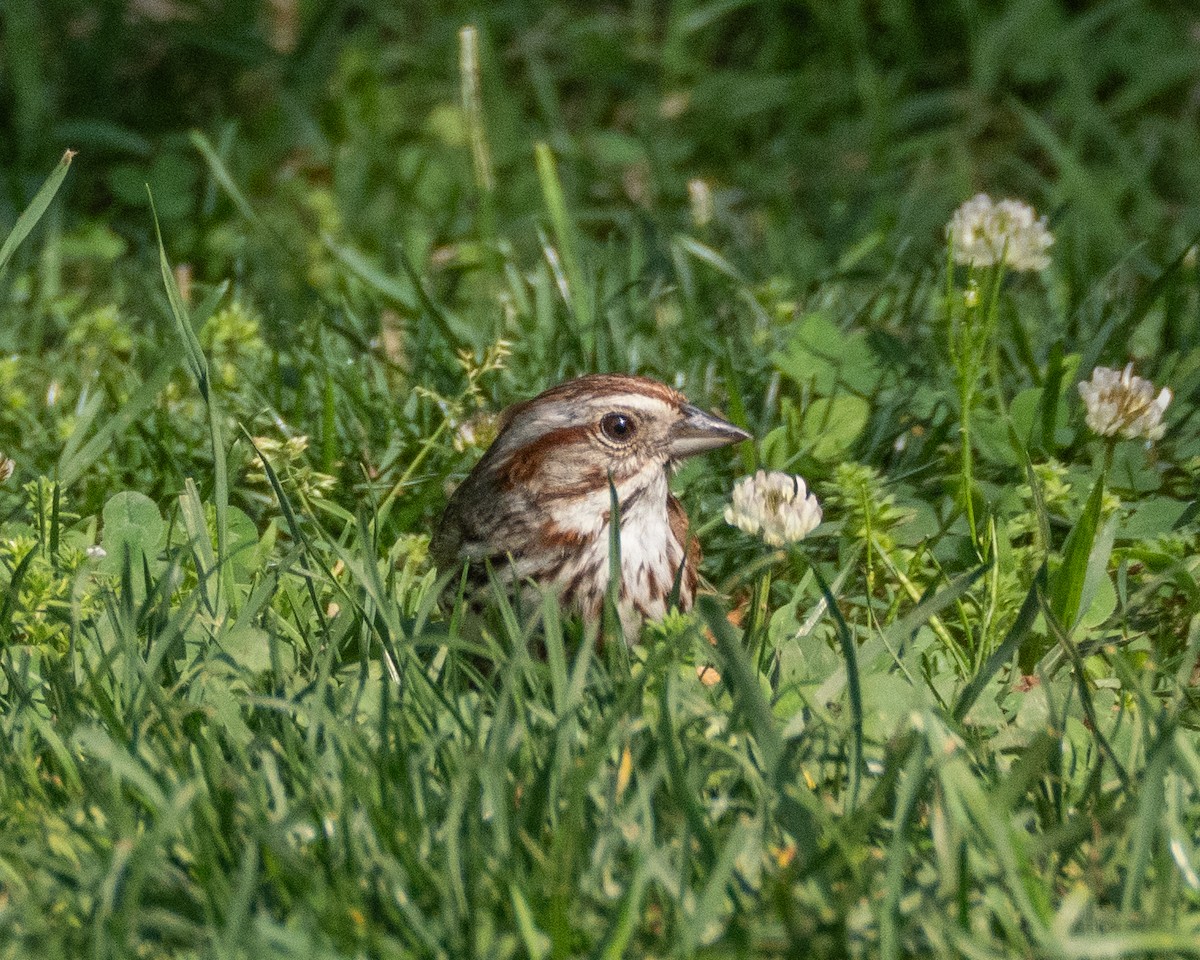 Song Sparrow - ML637659269