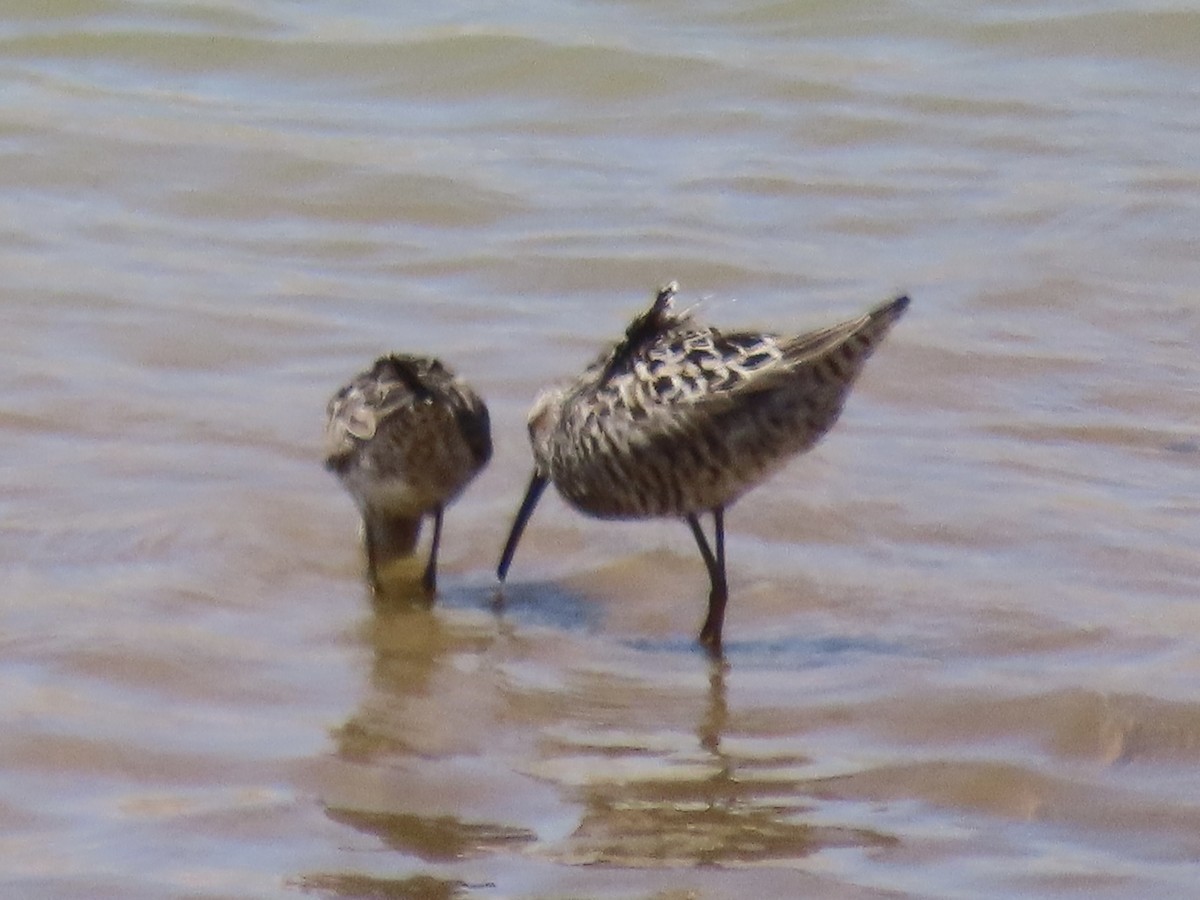 Stilt Sandpiper - ML637659271