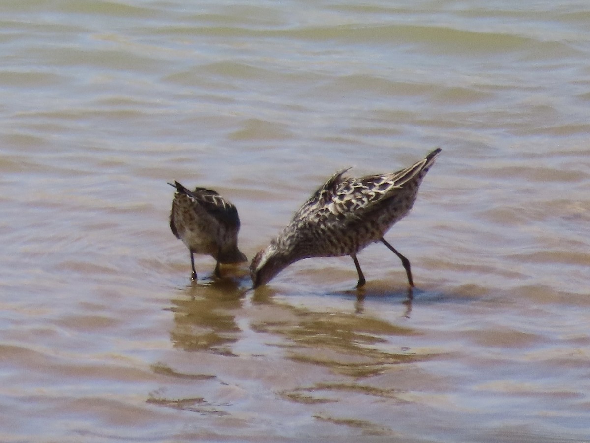 Stilt Sandpiper - ML637659272