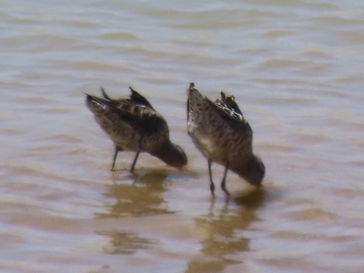 Stilt Sandpiper - ML637659273