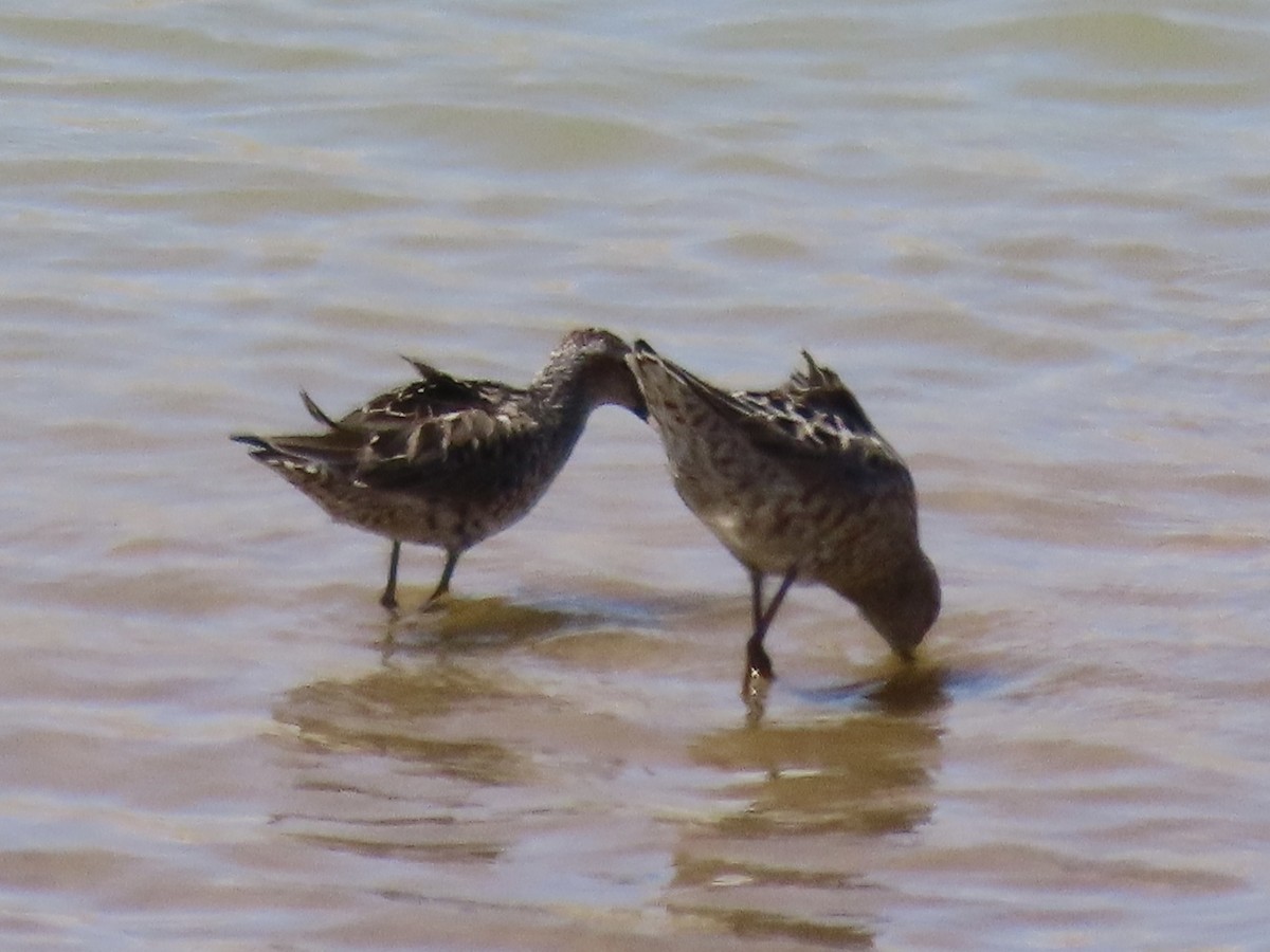 Stilt Sandpiper - ML637659274