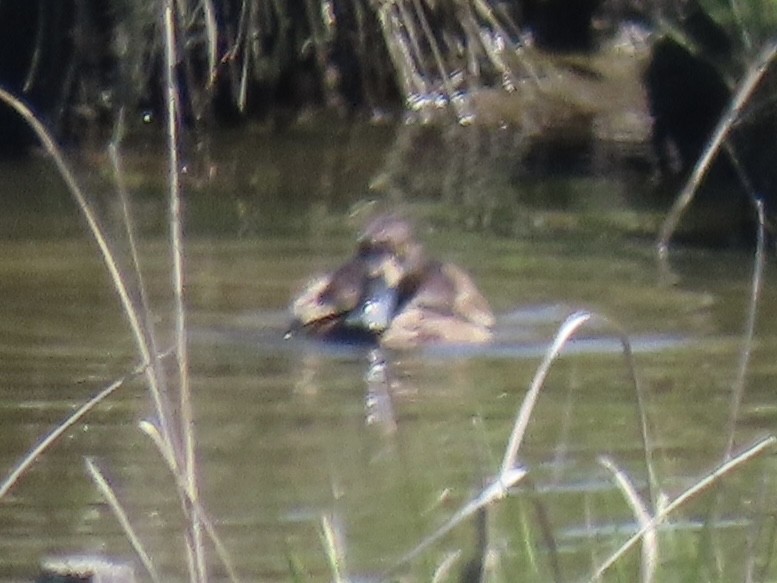 Lesser Scaup - ML637659281
