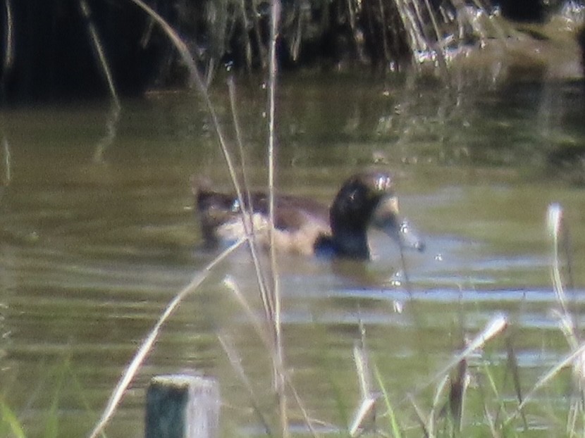Lesser Scaup - ML637659282