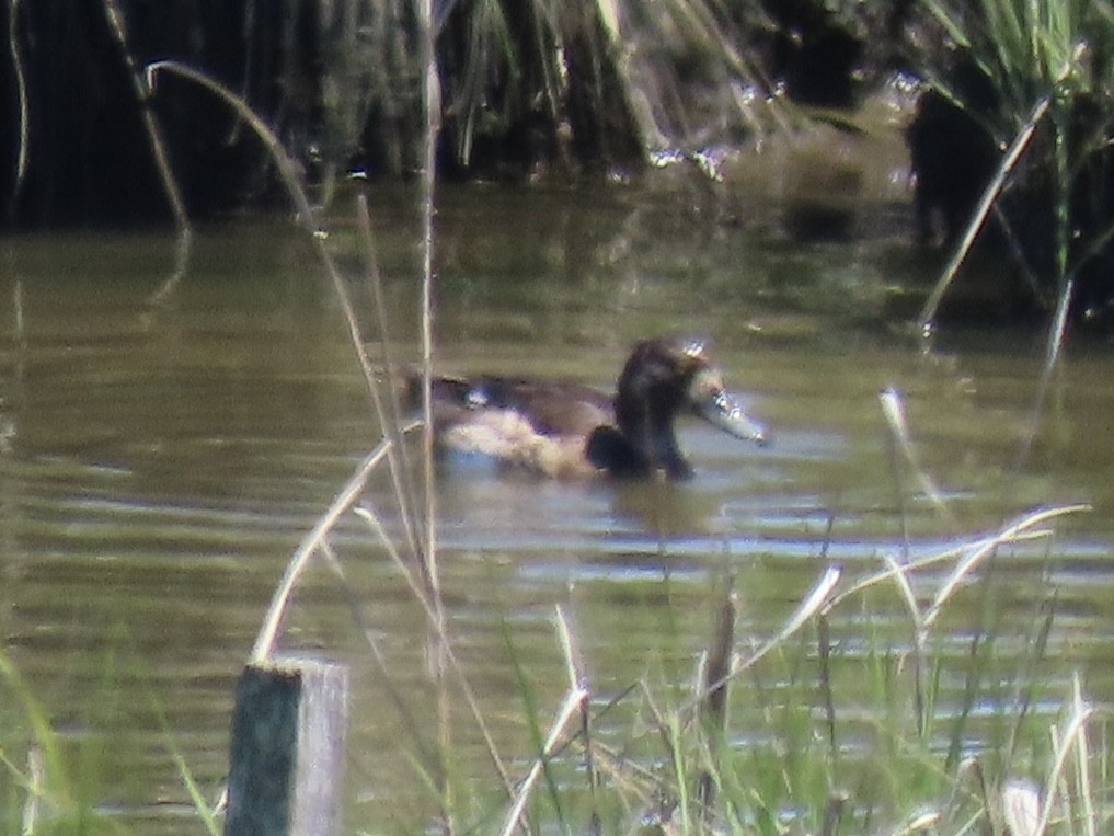 Lesser Scaup - ML637659283